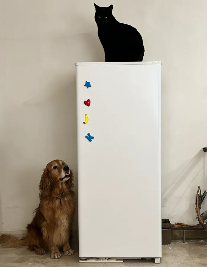 Qwen-Image-2.1, Cat on the fridge, seed 11